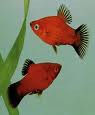 platys