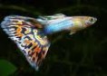 Guppys 