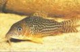 corydoras