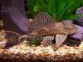 plecostomus
